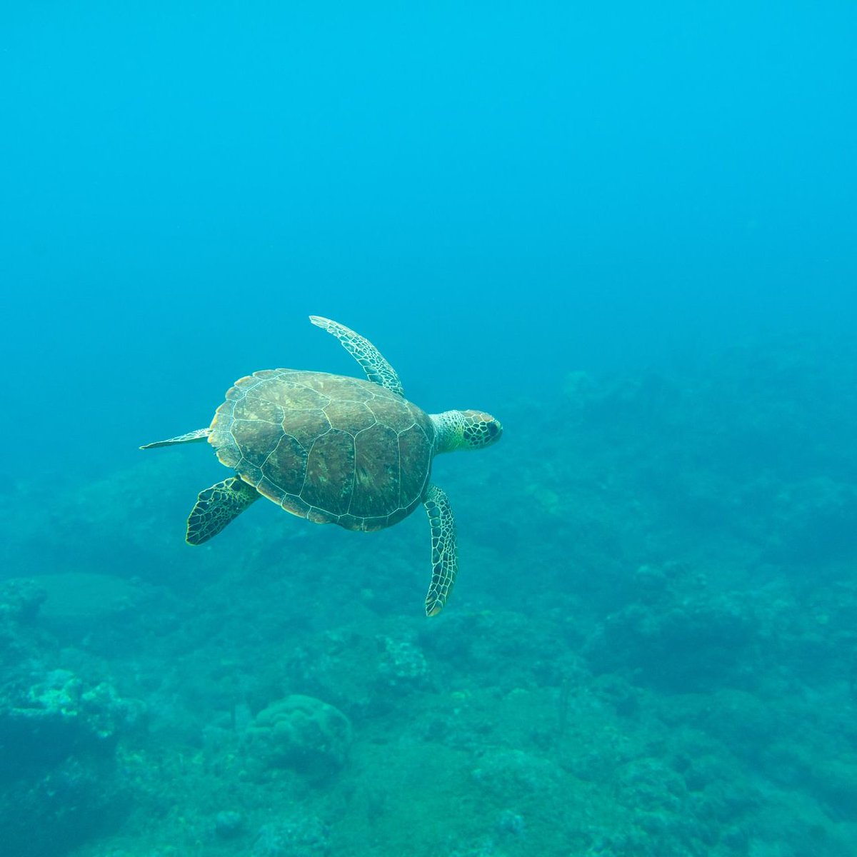 FlyCaribbeanRC's tweet photo. A sea turtle off the coast of Saba 🐢 https://t.co/ePINRPLvL6