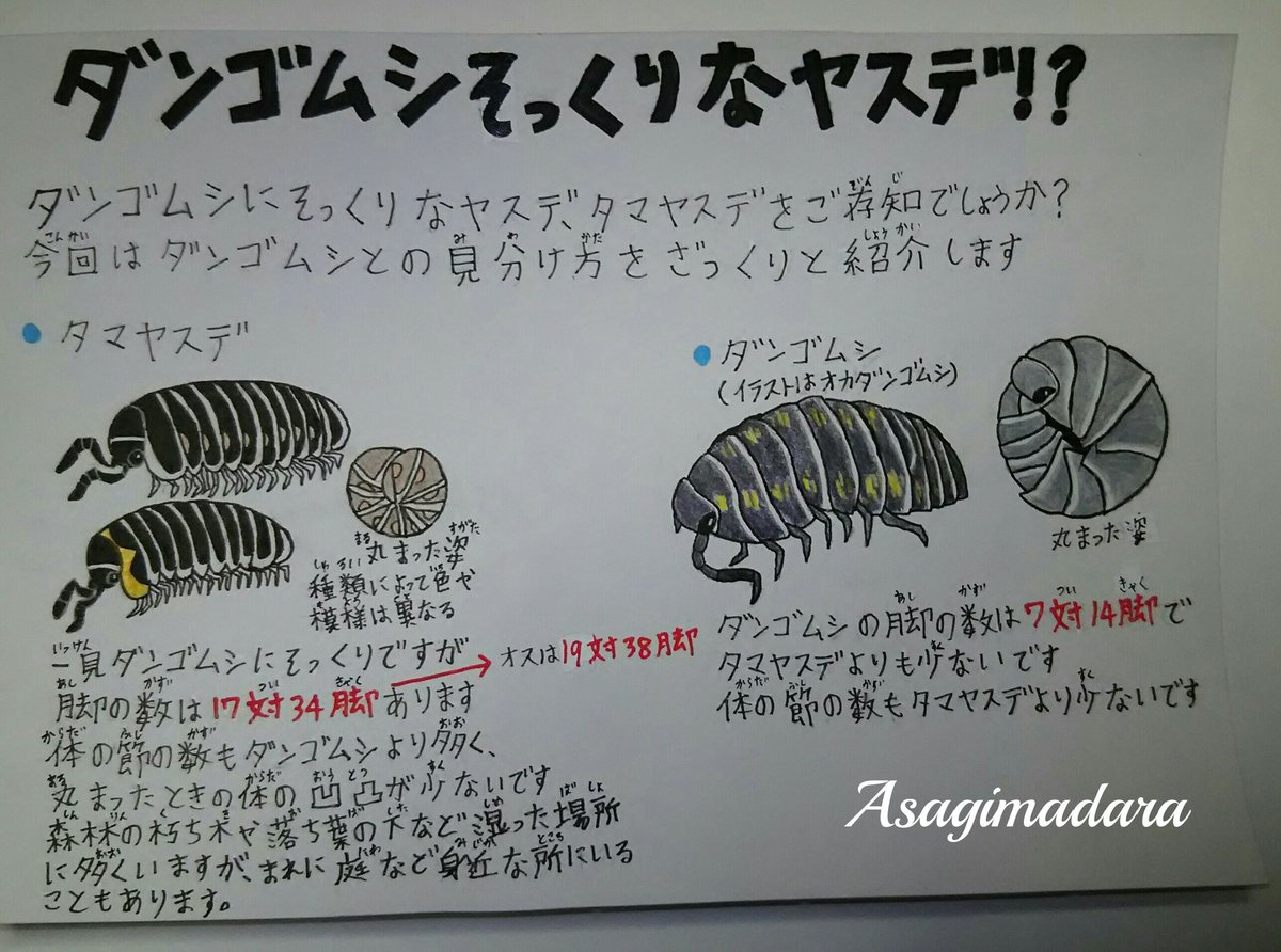浅黄斑蝶 訂正版投稿します 浅黄斑蝶の生き物紹介 T Co 1dczgrszut Twitter