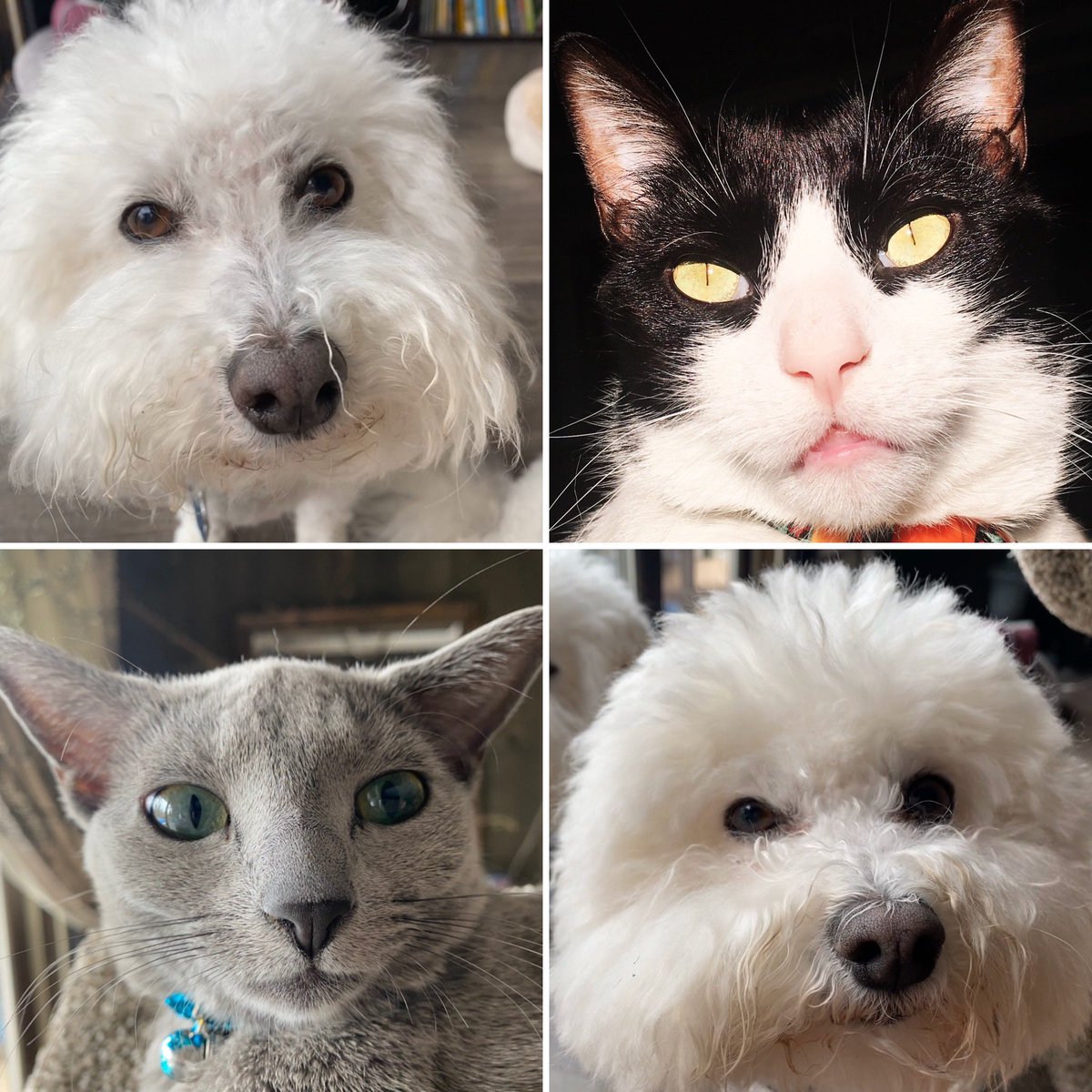 angelacjenkins's tweet photo. It’s pet day (also day 2) of #IESpiritWeek2020. Presenting the Jenkins’ clan #iwork4amfam https://t.co/2EiAwNWgkG