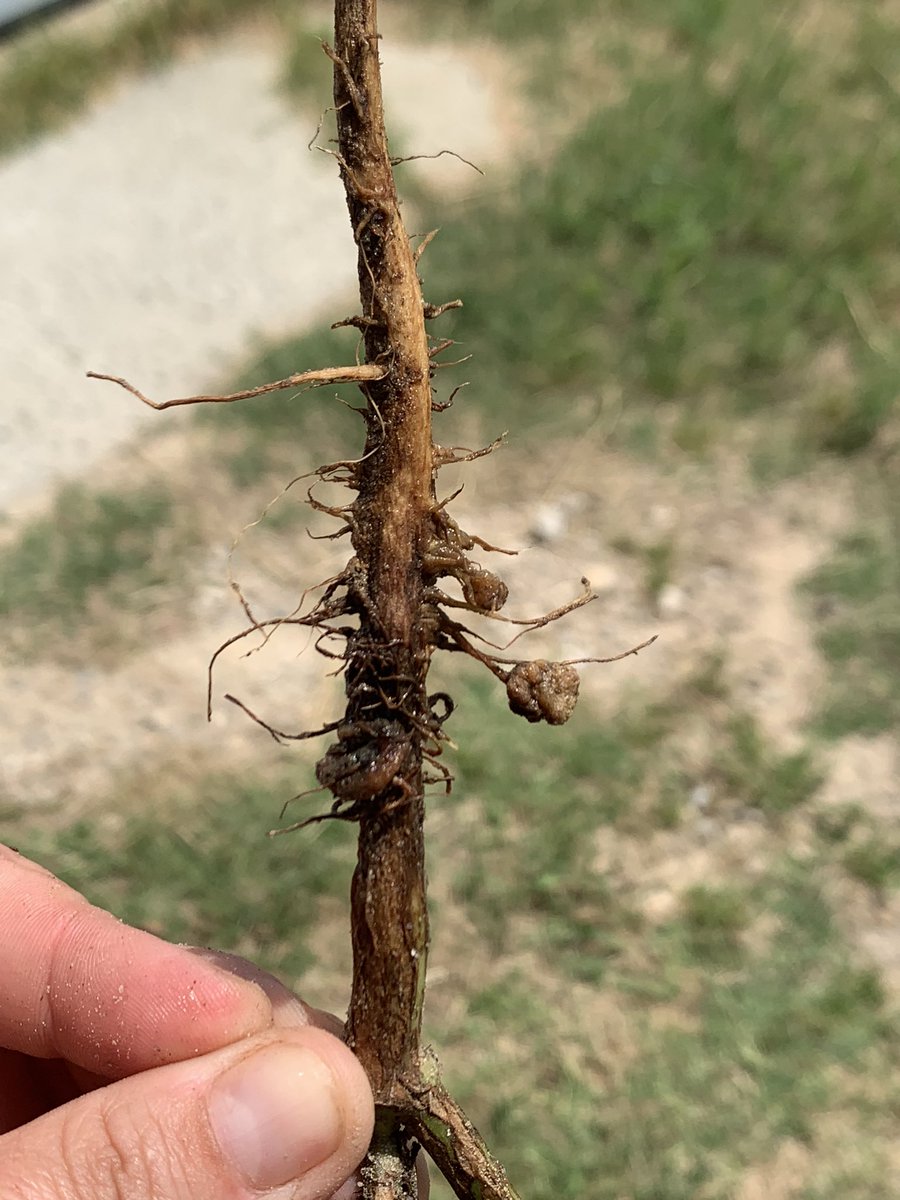LegoForages's tweet photo. #DYK that #legume nodules come in all different shapes and sizes! Look at these we found on #lupine and #whiteclover this afternoon.

#ForageFacts #ScienceIsWeird #GaForages #NiftyTifty https://t.co/YlzyJjU1Re