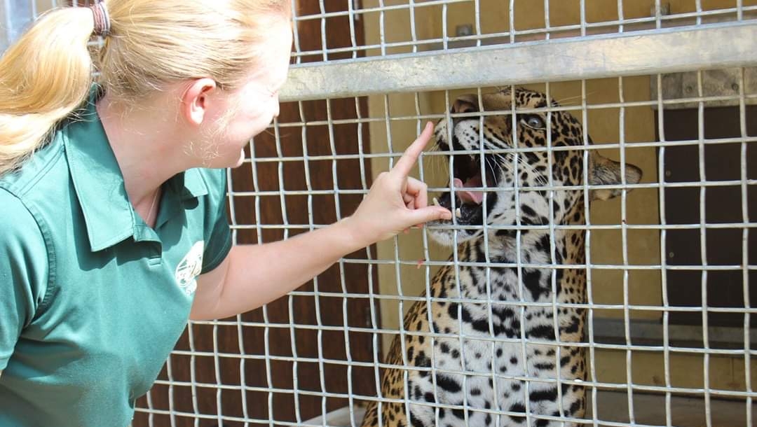 Keeper Connections: Jaguar Training Edition🐆
Watch as our jaguars are voluntarily trained to show us their stomach, teeth, tail, and paws! By making this training part of their weekly routines, we can ensure they are healthy and happy cats! youtu.be/DVdbflQdaeE

📸: J.Miner