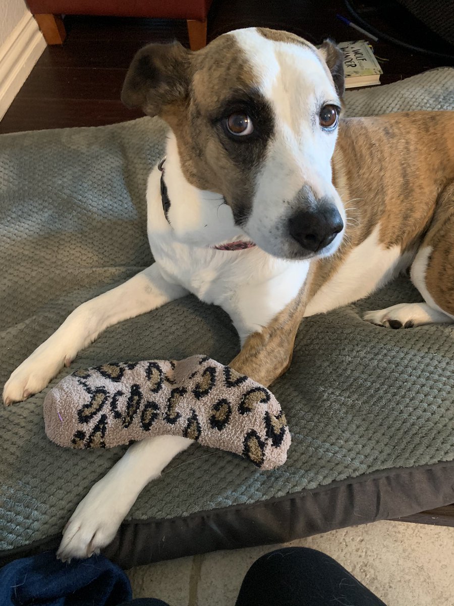 GravesSci's tweet photo. @cmsnorth Spirit day for Tuesday...I could only find one of my animal print socks 🤣 but here it is with my doggie! She was not impressed! #villagenorth #CMSNconnected #CISDTogetherAtHome https://t.co/SryE4WSlZn