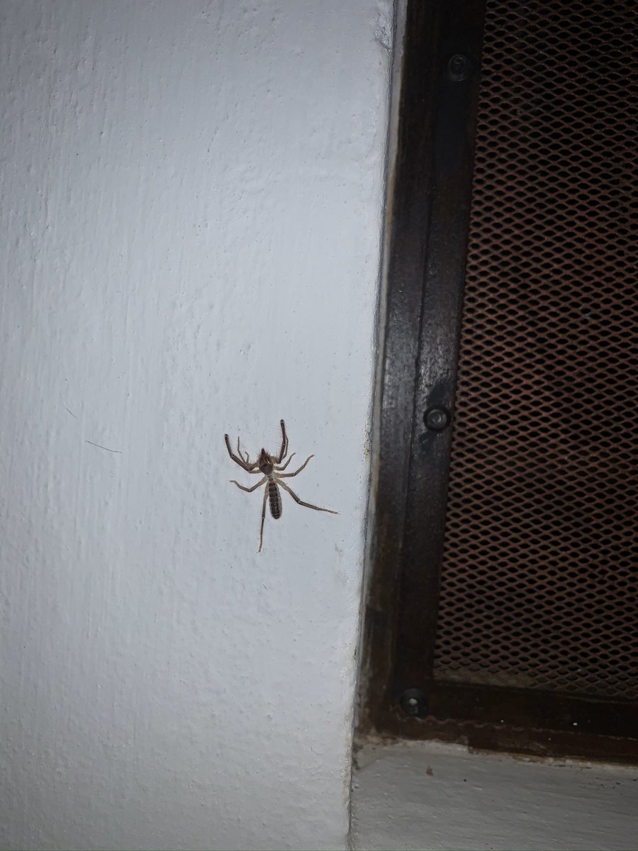 69anava's tweet photo. @Arachno_Cosas buen día Arancho, me encontré a esta pequeña en Mineral de Pozos. Es araña? Y de importancia médica?  Saludos https://t.co/AA4AP4XSaz
