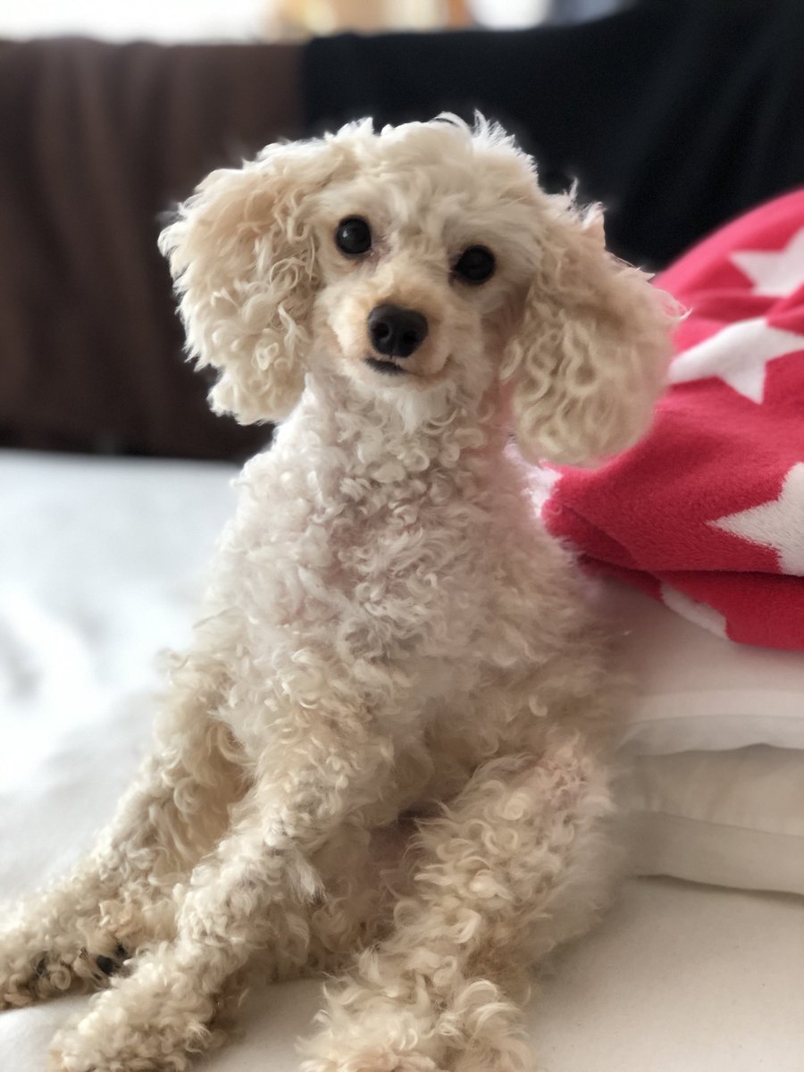 karin_haggerty's tweet photo. The beauty parlour is closed, so my dad gave me a #lockdown cut ✂️ #lockdownlocks #itwillgrow https://t.co/COx29dsy86