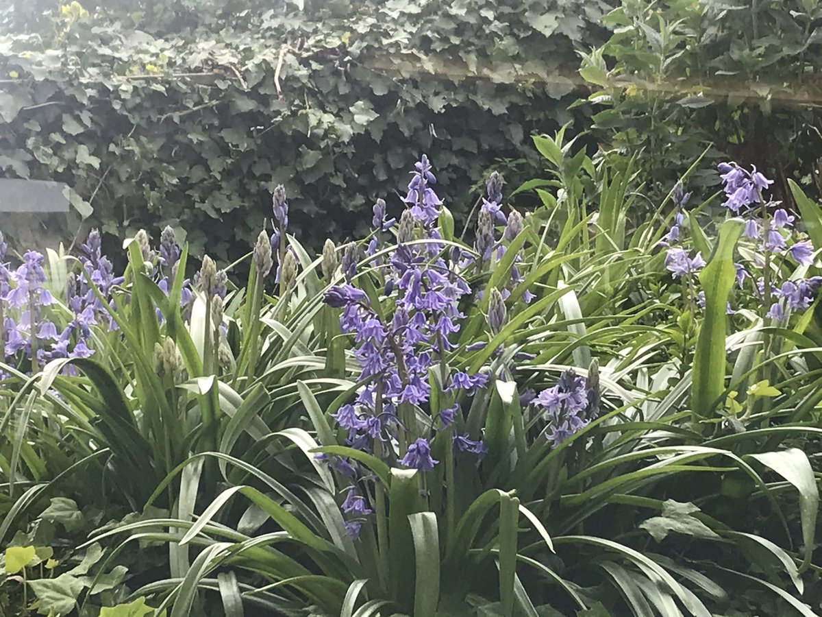 WOutpatients's tweet photo. Still finding the joy; this is the view from our waiting room window today. https://t.co/HTcxGbNkyk