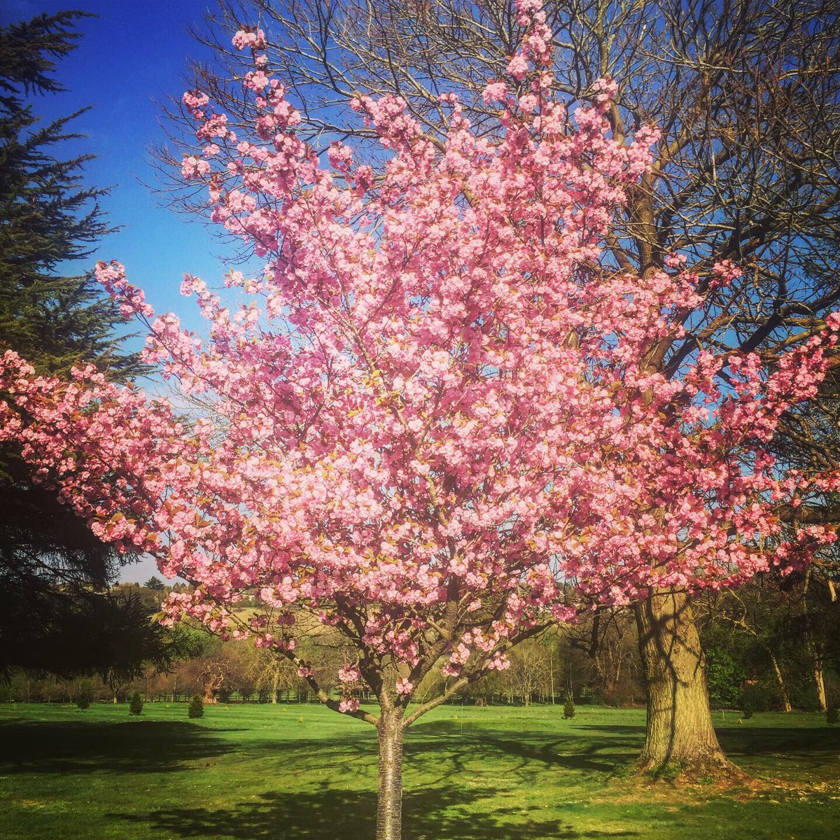 RMSHistDepart's tweet image. Appreciating the beauty at @RMSforGirls this week- from the beautiful blossom to the sunset silhouettes #appreciatethelittlethings  #beautifulspring #nature