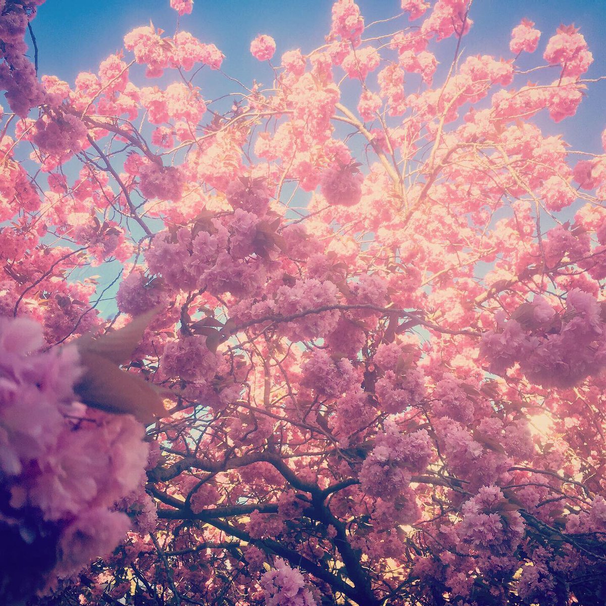 RMSHistDepart's tweet image. Appreciating the beauty at @RMSforGirls this week- from the beautiful blossom to the sunset silhouettes #appreciatethelittlethings  #beautifulspring #nature