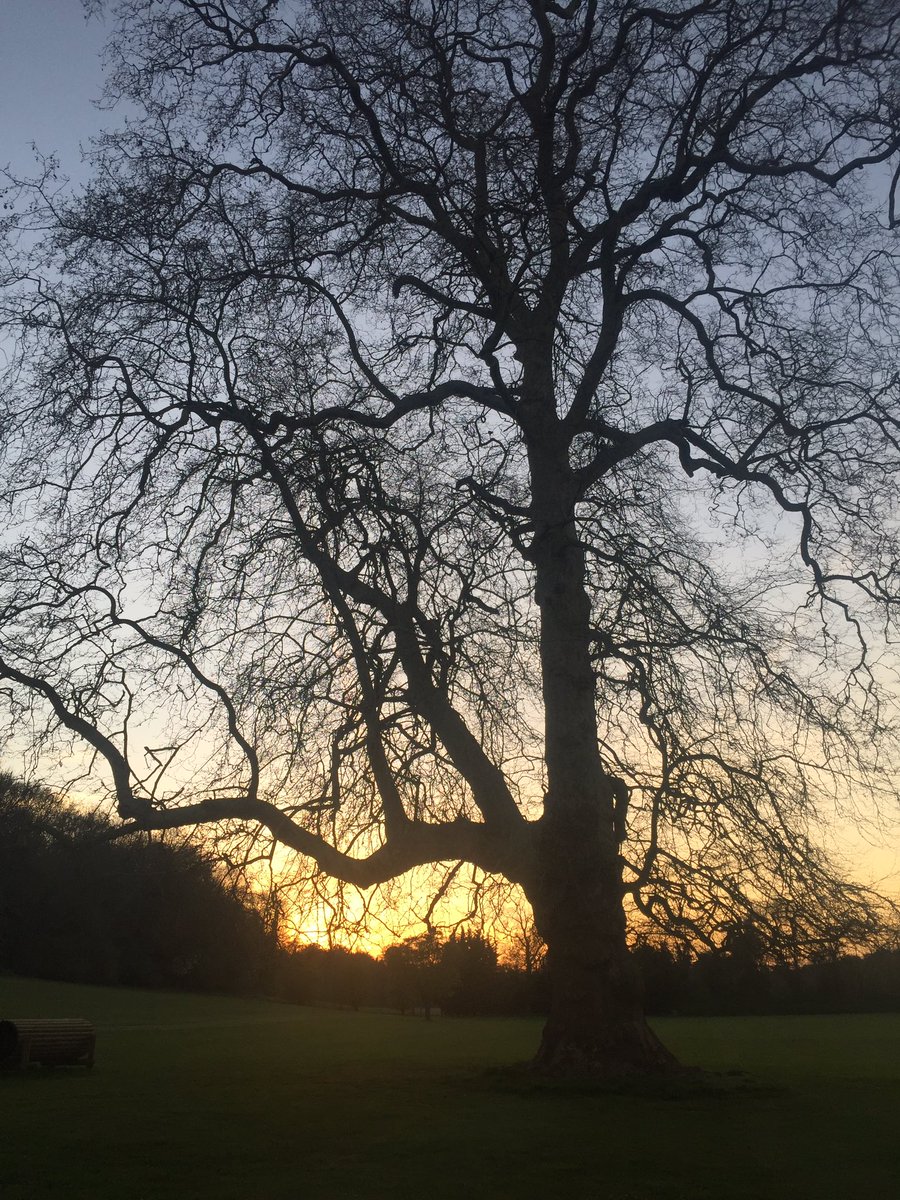RMSHistDepart's tweet image. Appreciating the beauty at @RMSforGirls this week- from the beautiful blossom to the sunset silhouettes #appreciatethelittlethings  #beautifulspring #nature