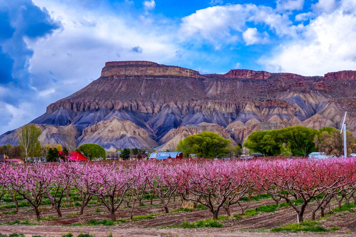 DavidRo41738010's tweet photo. Pali Peaches

Just about a year ago I caught some spring blossoms in Palisade! Have you visited Colorado's peach and wine country?
#palisade #coloradowinecountry #mountgarfield #grandjunction #visitpalisade #hdrcolorado #hdrphotography #springblossoms #peachblossoms #westernslope https://t.co/RnC08lKgAR