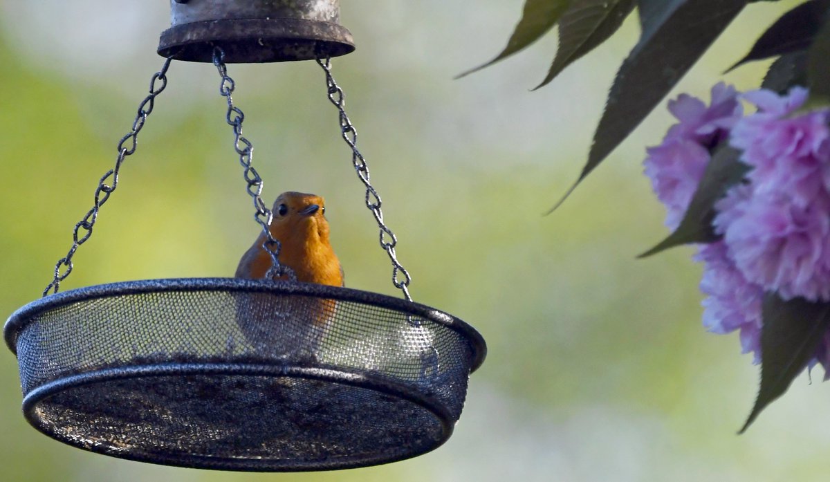 20. Robin Regular in my garden, but quite unusually for a Robin, is rather camera shy!  #LockdownGardenBirdsSeen 