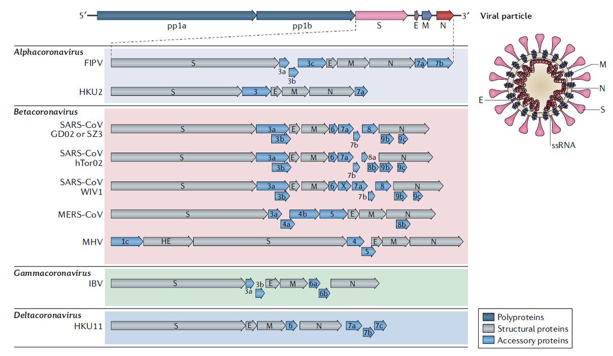 3 - Os coronavírus citados são conhecidos causadores de resfriados leves e sazonais. Observe na figura que eles não conservam a mesma proteína S capaz de infectar o pulmão pelo mesmo receptor do COVID-19 (ACE2).  https://www.ncbi.nlm.nih.gov/pmc/artic...