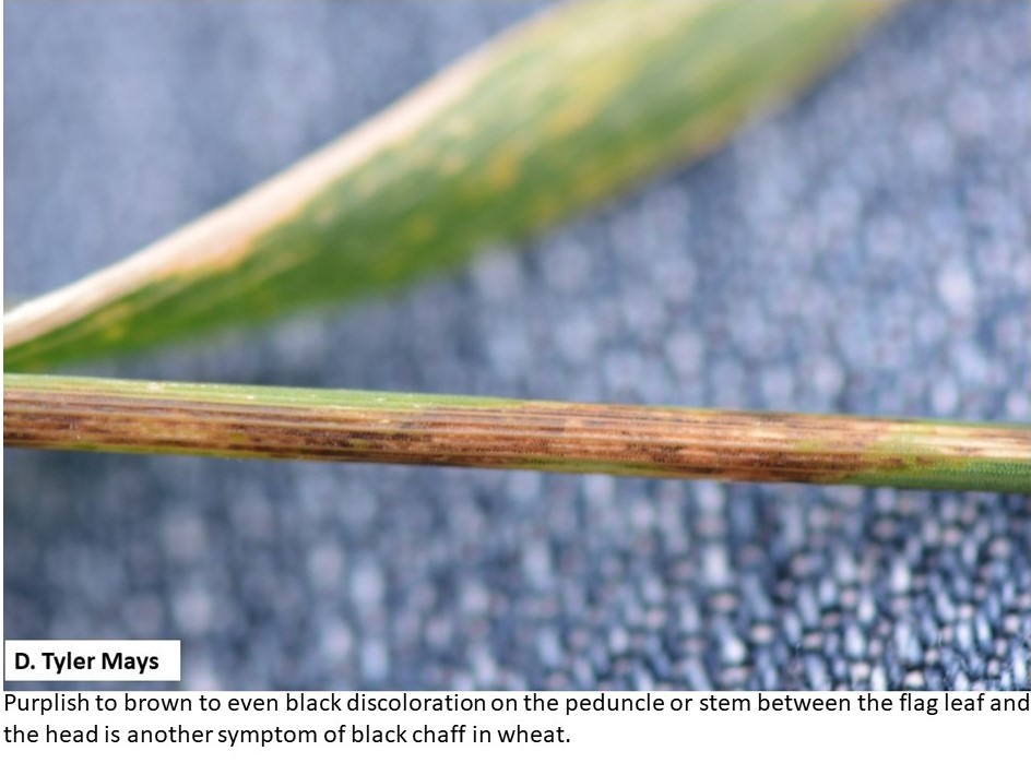 tmaysag's tweet photo. wheat fields are starting to show signs of black chaff again for the second year in a row. Start scouting fields now for black chaff to know which fields to keep seed from to plant in the fall. #AgTwitter #TXIPM #TxWheat #Wheat #scouting #researchandextension #FarmOn https://t.co/C1kWjpt3uD