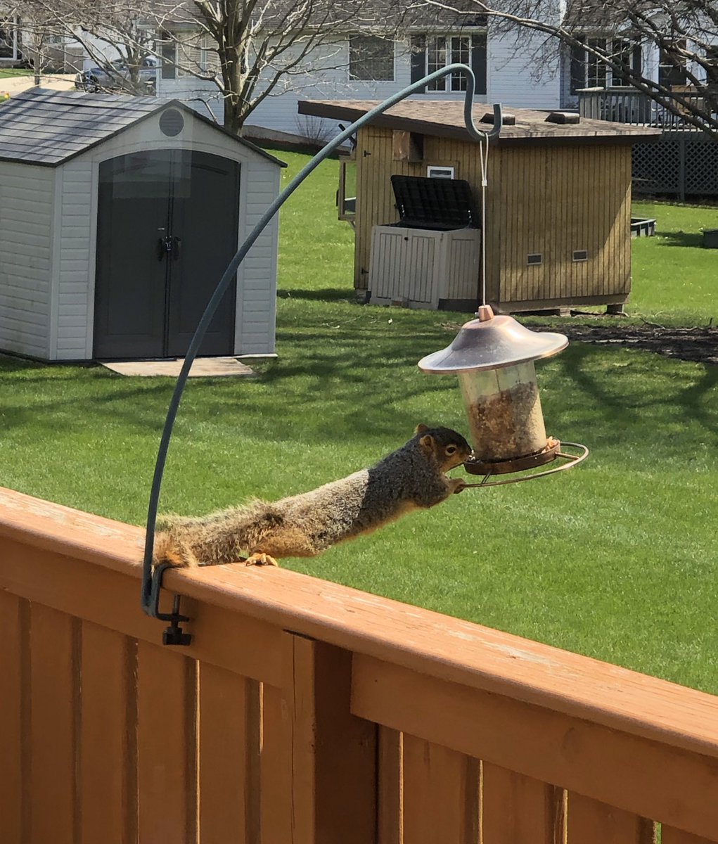 Now we know who’s responsible for the empty BIRD feeder!