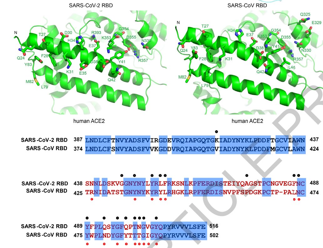 Similaridade entre os resíduos de aminoácidos entre as proteínas S na região RBD (que se liga ao receptor ACE2) do SARS-1 e COVID-19 é muito grande. E os pacientes curados de COVID-19 fazem IgG contra a proteína S.  https://doi.org/10.1038/s41586-020-2180-5 https://doi.org/10.1016/S1473-3099(20)30235-8