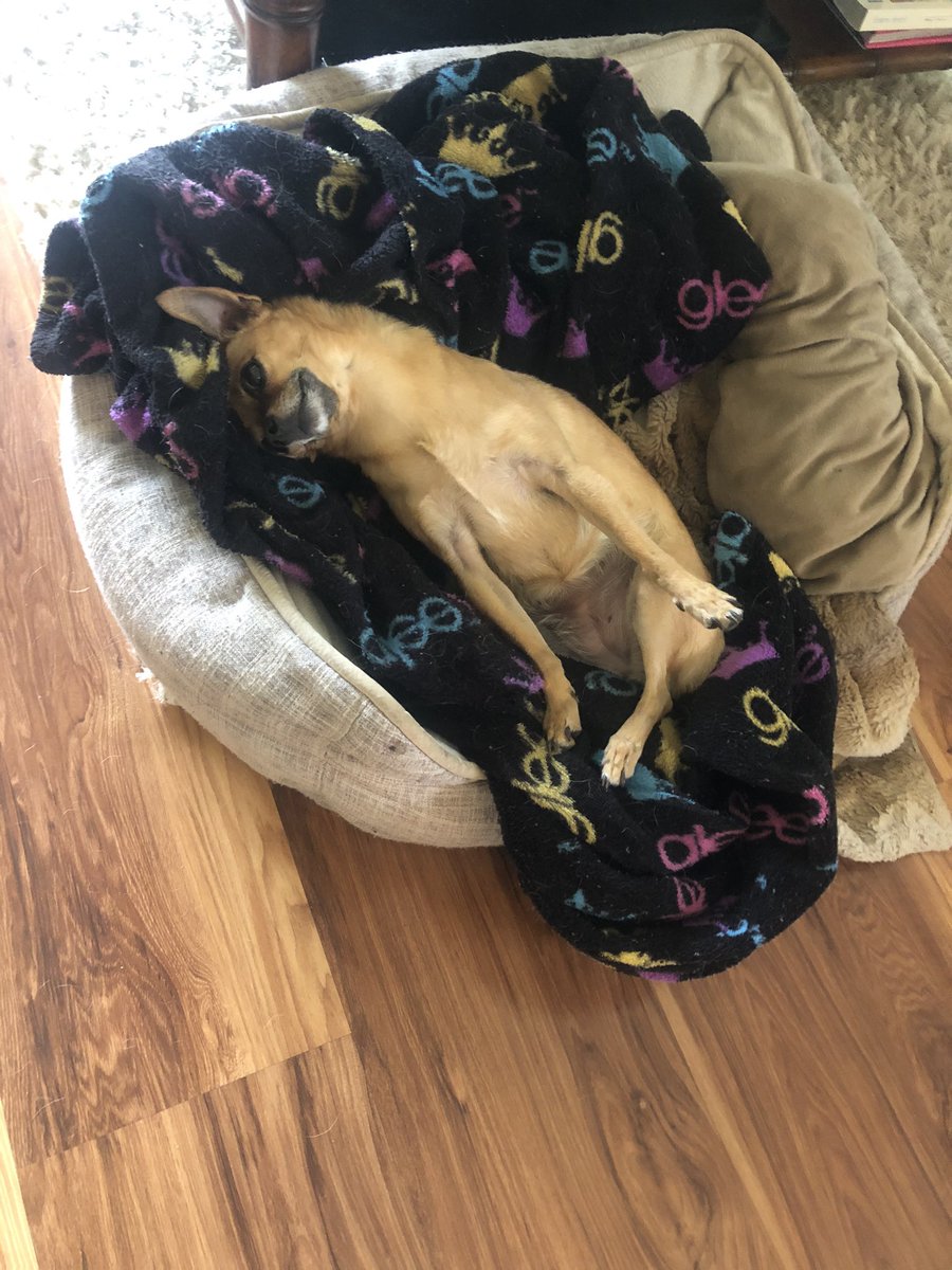 TeachingandT's tweet photo. “Making all these announcement videos is exhausting mom” 🐶 HAVE YOU SEEN THE LATEST UPDATE from Littles ok canvas? #BreakingNews #TuesdayMorning #ccpselearning #CCPSstrong https://t.co/lzsN9fa364