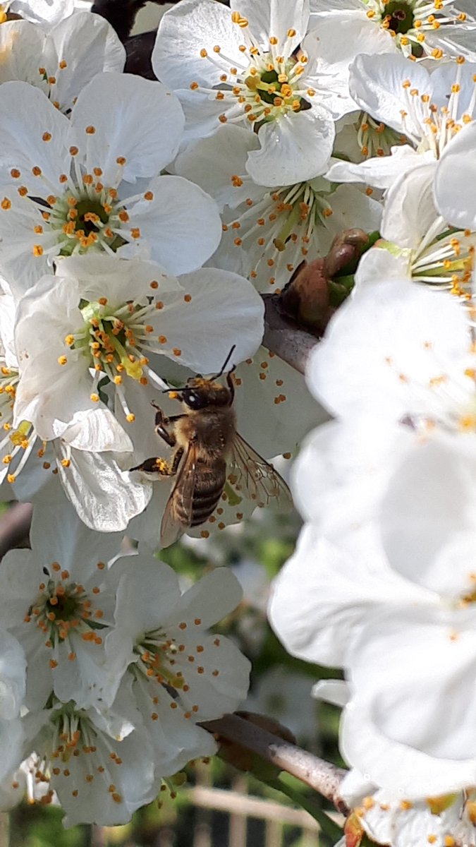 SAUBERENERGIE's tweet photo. #CO2 einsparen? Was bringt am meisten? 😀🐝🌼
Weniger #Verpackungen, #Langstreckenflug streichen, #Ökostrom, #Vegetarisch essen?
Antwort: Flug ca. 1,9t - Ökostrom 1,5t - Vegetarisch 0,5t. Verpackungen 0,2t (Creutzig, nach Spiegel, S. 59).
💙💚#CO2Rechner? https://t.co/52hbIbA8Uz https://t.co/raVDQAx7i2