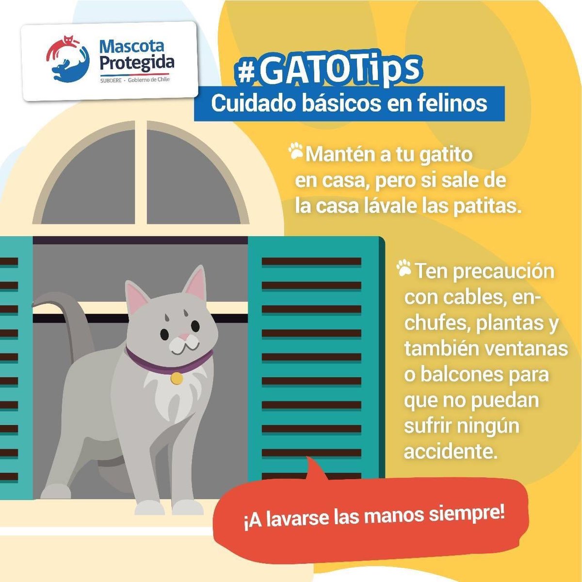 DPPCurico's tweet photo. Que tu gato crezca sano y feliz, ¡es tu responsabilidad! Es por eso que #MascotaProtegida te entrega estos #Gatotips🐱🐈 para su cuidado, ¡tratémoslos con amor❤️! https://t.co/EgvEpJy08a