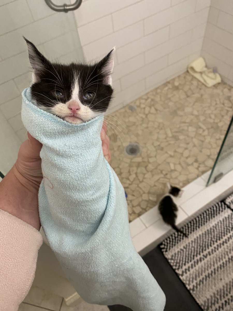 hey  @darth i am fostering kittens with colds and every morning they get medicine and eye cleanings so we turn them into  #purritos for ease of application... their sweet grumpy faces are the highlight of my day