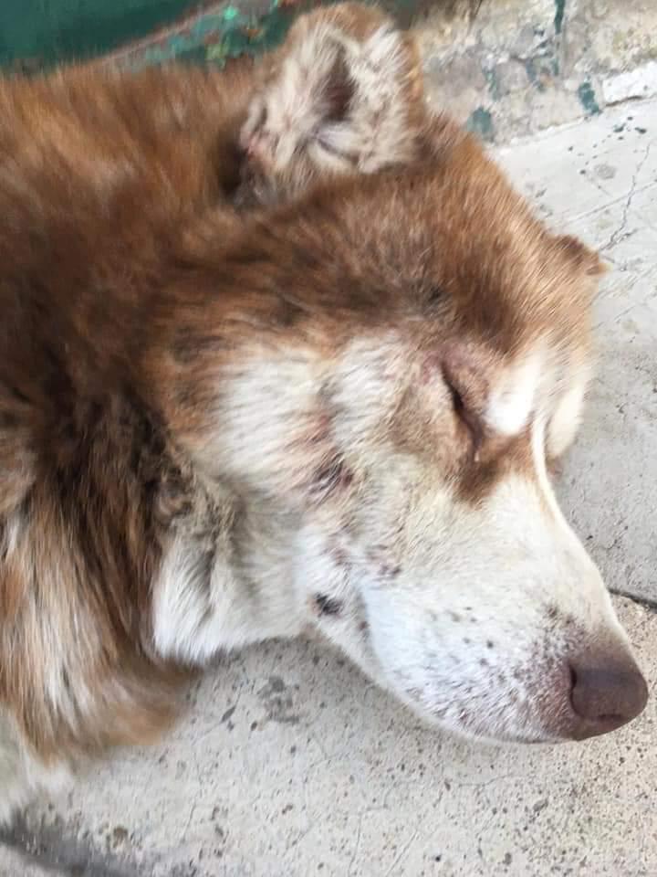 GabriellaBargh1's tweet photo. #4VoiceLess

NN HA NOME È UN HUSKY MOLTO BELLO.  È IN BASILICATA HA TRE 
 ANNI VISSUTI SEMPRE A CATENA
MA LA CATTIVERIA DELL'INFAME VA
OLTRE LA CATENA XKE' NN SI SA IL   XKE' GLI HA TAGLIATO ORECCHIE. POI
LO HA ABBANDONATO E I CANI LO
AGGREDISCONO. ORA E' AL SICURO❤

3924995385 https://t.co/j47AhtwbIe