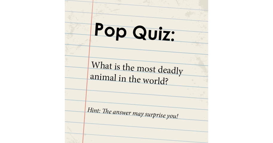 EsiColbert's tweet image. What's the most deadly animal in the world? ltl.is/CT36s