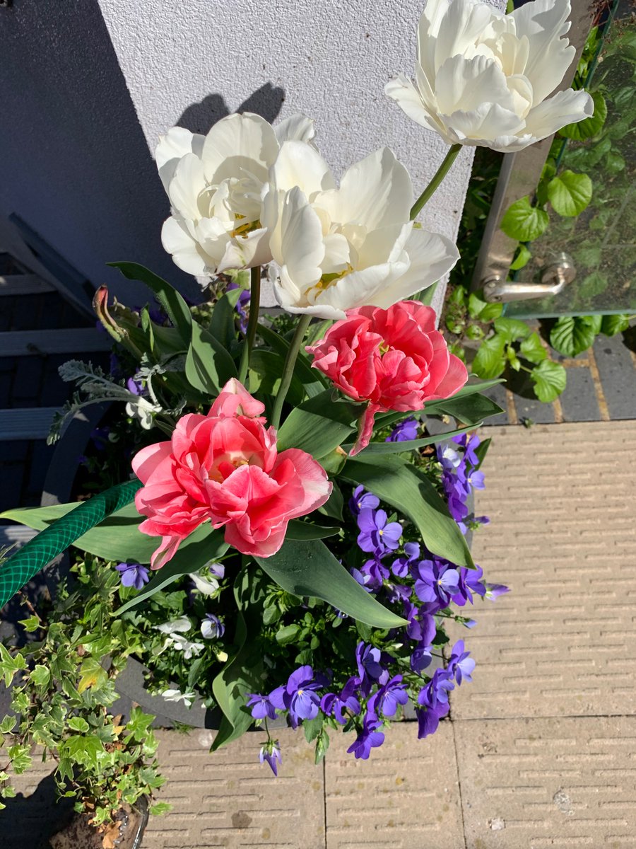 Bborn121's tweet photo. Making sure the Arden Hotel is still looking beautiful. Bursts of tulip Angelique and Mount Tacoma are planted between Bellis @EdenMarketiers https://t.co/Qpu9iz9TWd