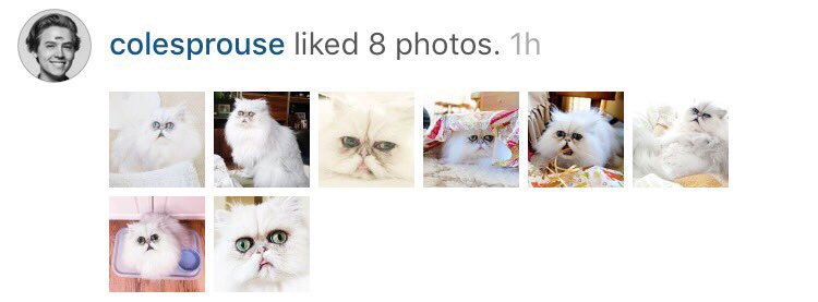 the way he loves instagram accounts about cats