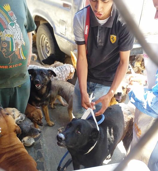 Hi, we spent several hours putting the vaccines and worm kill in the 120 dogs.  Here are a few photos from the event. They will soon be on their way to forever homes in the U.S.
Please share the love.

#freedomride #rescuedogs #stvincentsdogs #dog #rescueexpress