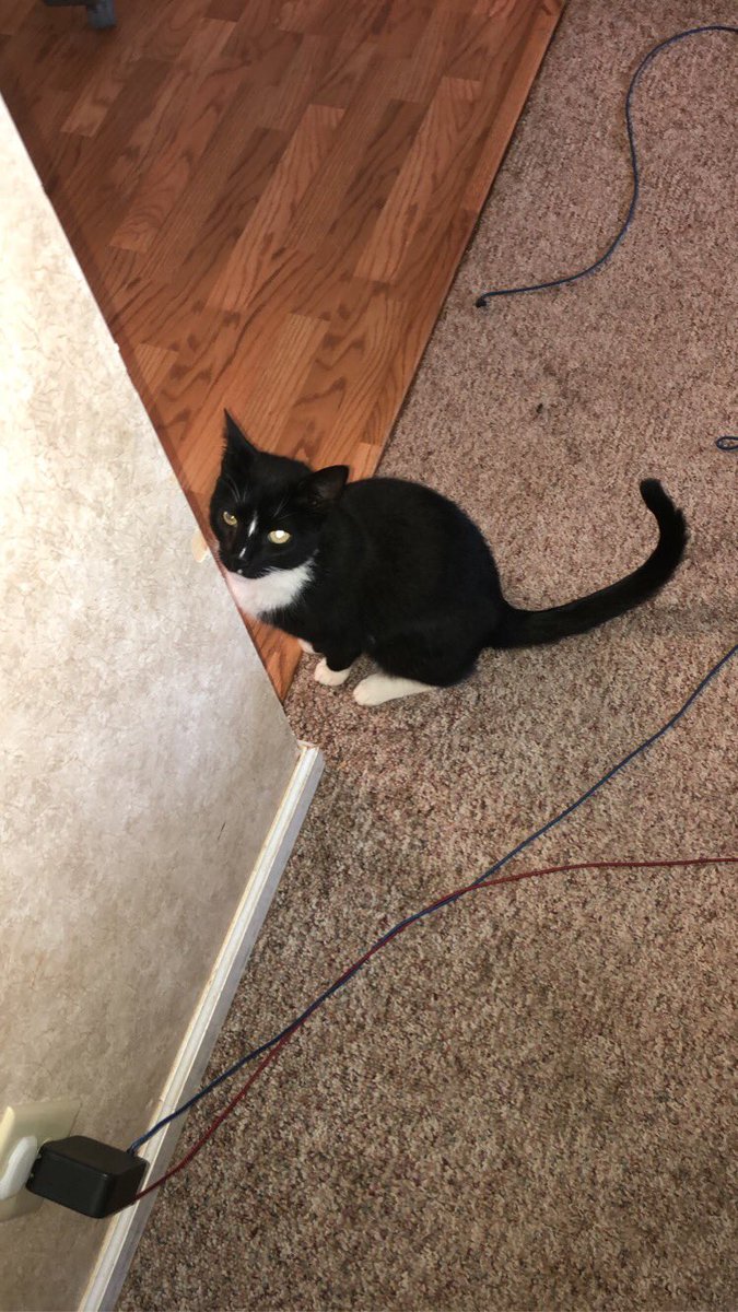 PopeyesChimken's tweet photo. [here are some of the better pictures of popeye for anyone in the talladega/clay county, alabama area. he’s identifiable by his right eye (our left) which is scratched and cloudy. thanks everyone! ❤️] https://t.co/VokUrannQO