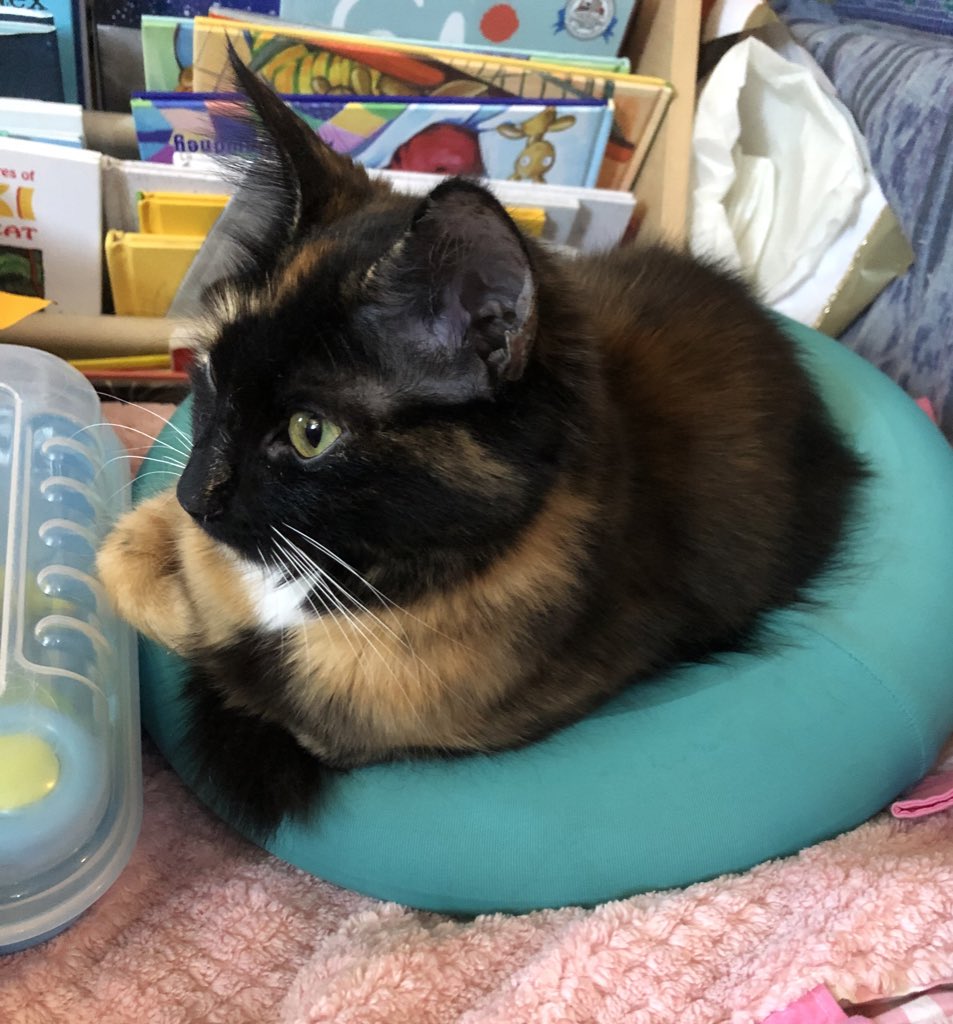 Here’s my cat sitting on a inner tube swimsuit thingy. Just because. You’re welcome.