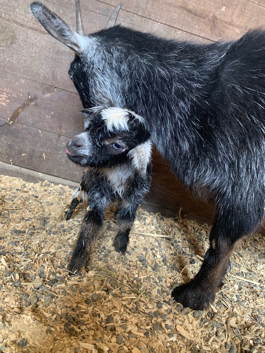 First of many babies born 30 mins agoI’ll keep adding to thread as each is born #GoatLife  @CamEdwards