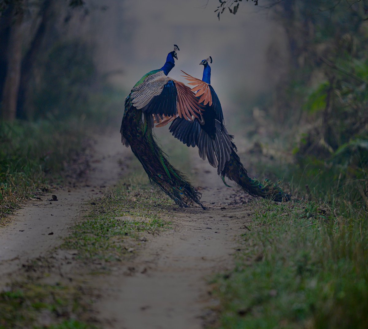  #National  #Birds on an adventure. Beauty. Isn't it. Clicked by Nilesh Patel.