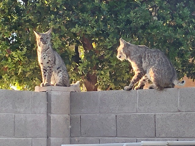 Check this out! This was the view outside one of our city employee's home office this morning. #bobcats