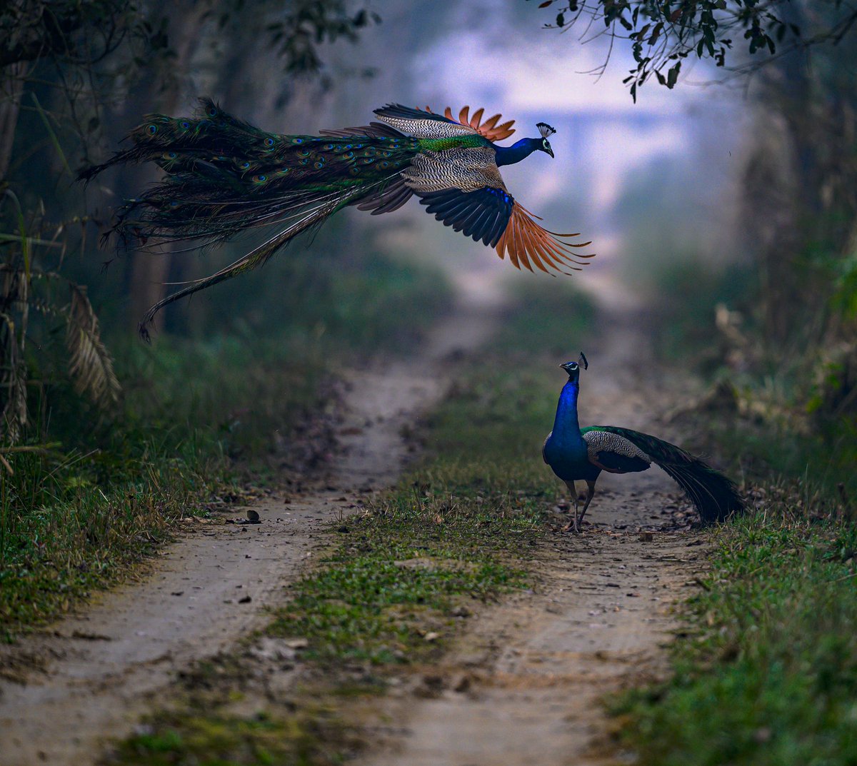  #National  #Birds on an adventure. Beauty. Isn't it. Clicked by Nilesh Patel.