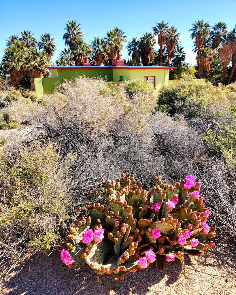 29 Palms Inn tweet media