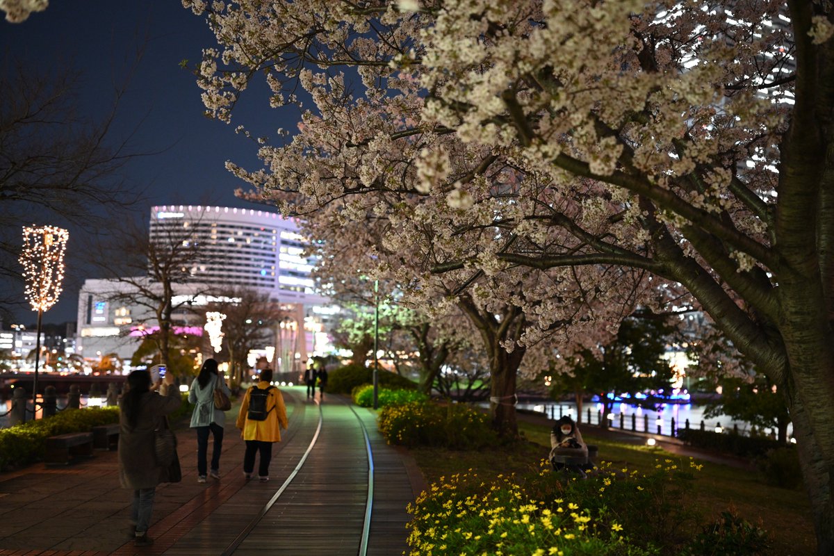 arucald's tweet photo. 桜　2020 https://t.co/yNAbhL7ZT2
