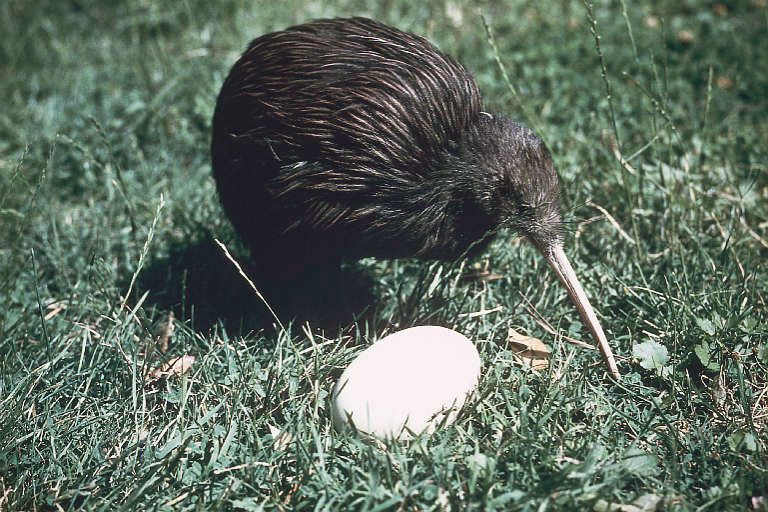 Très discret et doux, c’est un oiseau nocturne. Alors comment fait-il pour chasser vers, insectes et autres larves ? Grace à son nez. Oui, pas son bec. Son nez : c’est le seul oiseau à avoir des narines ! Il ne compte ni sur sa vue ni sur son ouïe, mais sur son odorat pour manger