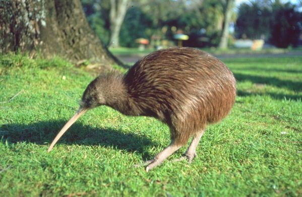 D’abord, son nom. Il pourrait être tiré du mot maori « Kivi-Kivi ». Autre possibilité (on y reviendra) son nom pourrait s’inspirer du cri du kiwi mâle. Je vais pas le faire, mais il fait vraiment « Kiwiiiiii ». Quand la femelle fait « Krrrr krrrr ». Bon là c’est chaud à imaginer.