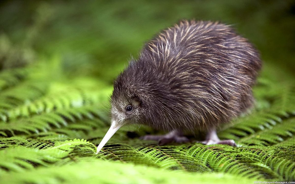 Car oui : le kiwi n'est pas une gravure de mode (oui, je juge). Mais avec ses 55cm, ses 3kg et ses plumes qui semblent plus à des poils… Il dénote un peu par rapport aux autres oiseaux. Mais peu importe son physique : il reste incroyable.