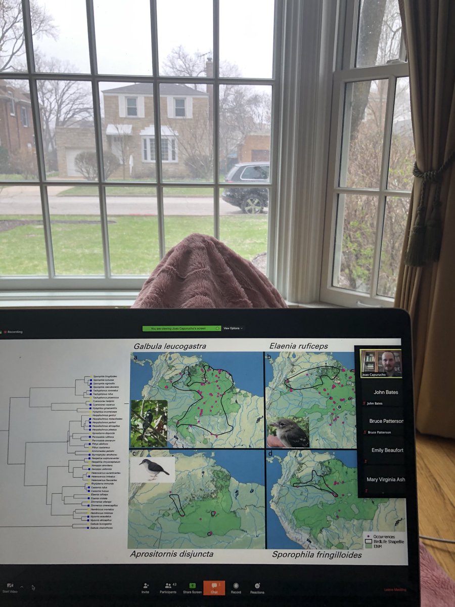 JMBFMNH's tweet photo. Joao Capurucho is doing his virtual public defense on the evolution of Amazonian White Sand birds, and it is snowing hard in Chicago. #fmnhscience https://t.co/ihSfbtxMBd