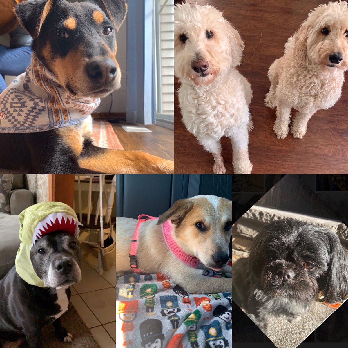 For Pet Therapy Day, here are the Counseling Office pups! #virtualkindnessweek