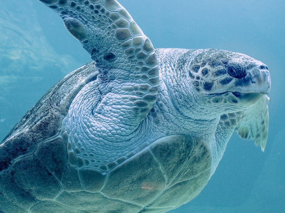 #HomeSchooling? Join WWF marine expert Michele Kuruc, in our FREE virtual #livestream exploring how human activity is impacting whales🐋, sea turtles🐢, fish 🐠🐟, and coral - and what you can do to help.