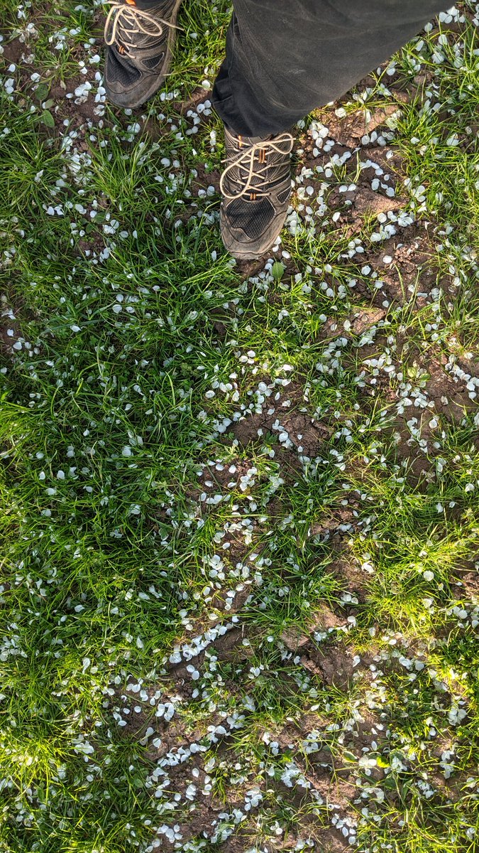 RossCider's tweet photo. //Walking through the orchard, dancing in the streets, smelling all the blossoms and kicking up our feet// @ciderchat https://t.co/p1vGMq3WGV