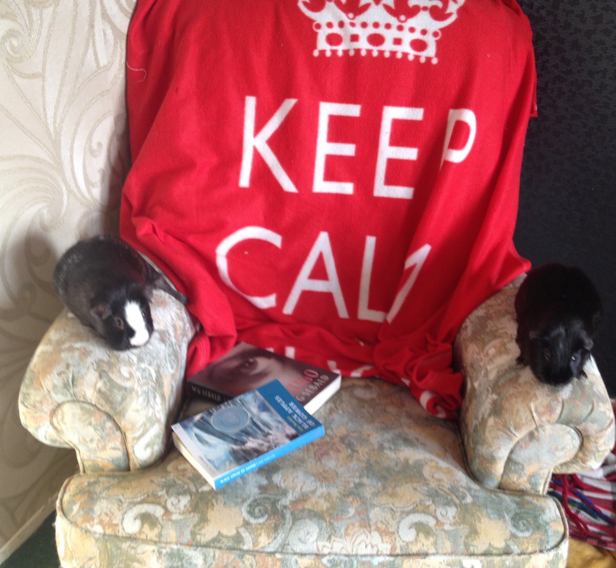 PCambrini's tweet photo. My #LockdownTuesday reading companions,Omen & Jinx. They've been nibbling my elbows for over 4 years now https://t.co/dYDl8OurLZ