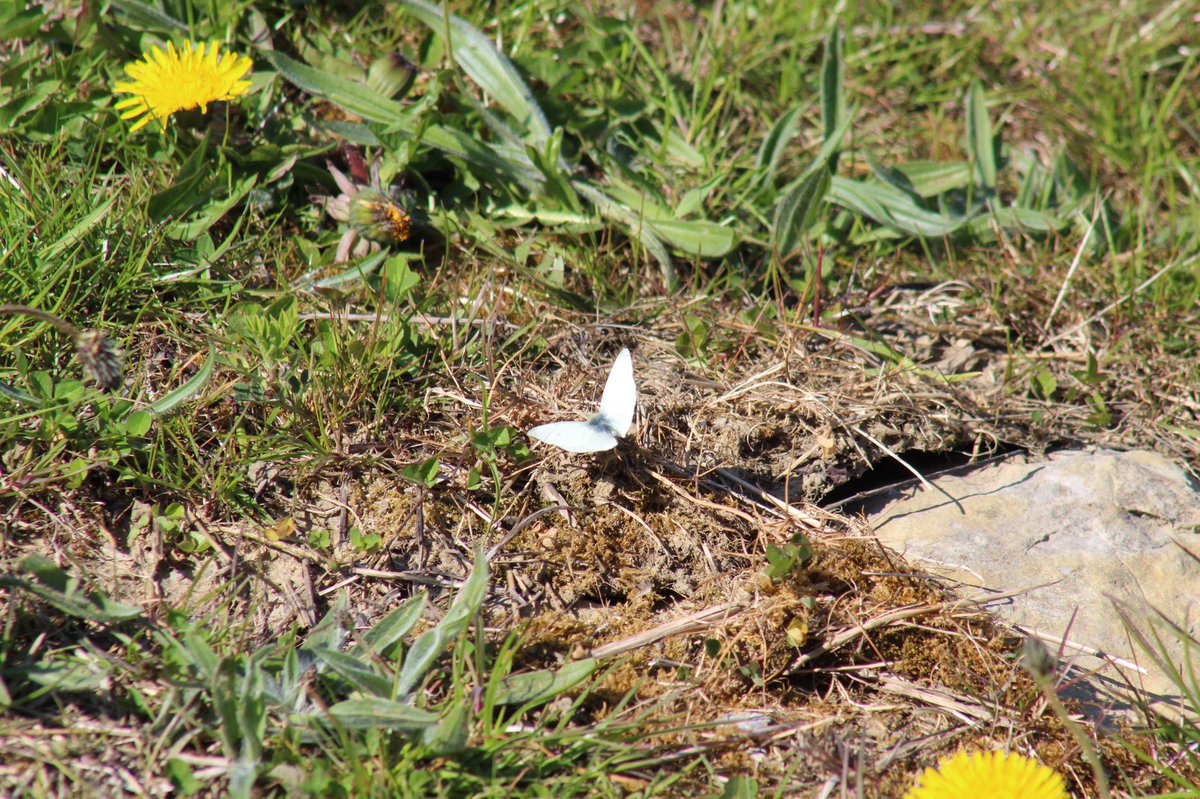 Day twenty twoRed Mason Bee Green Veined White Butterfly  #GardenWildlife  #LockdownWildlife  #WildlifePhotography