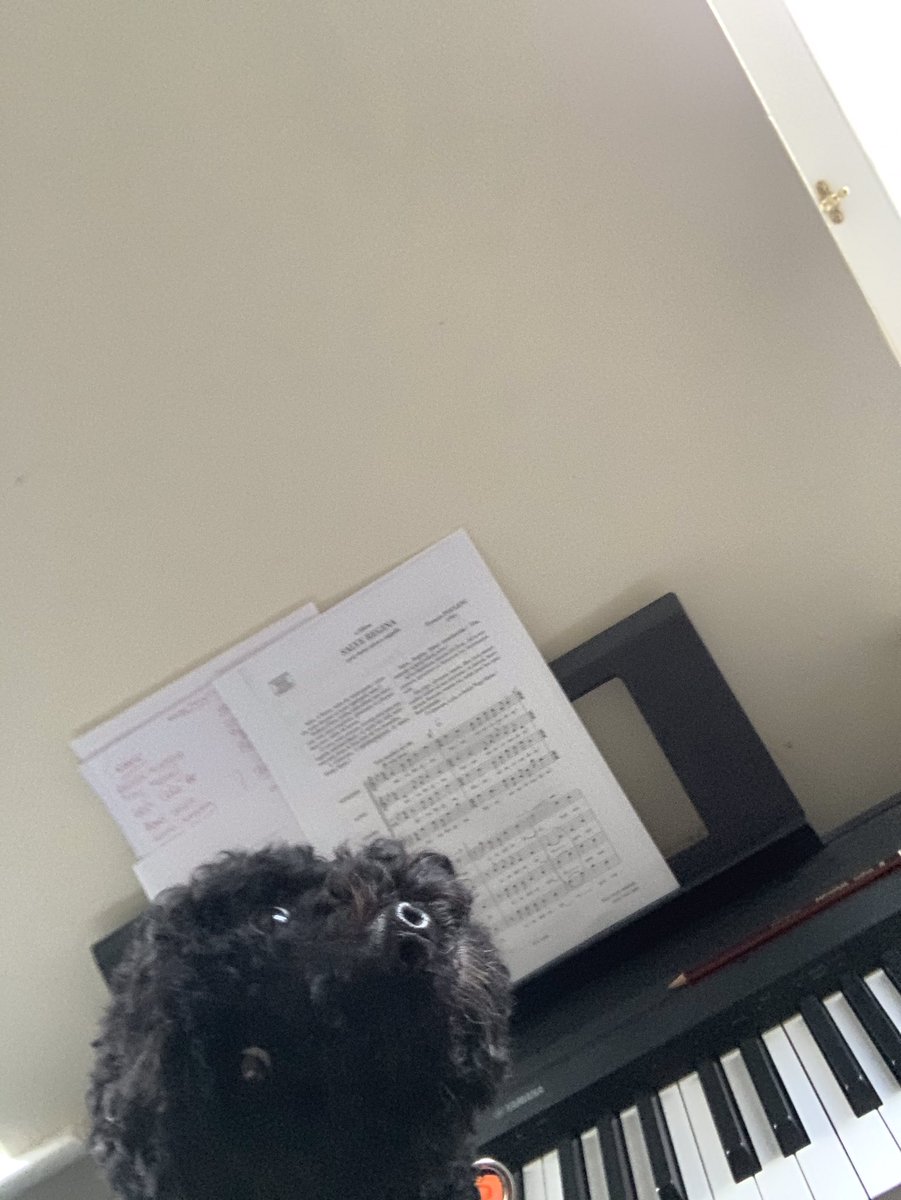 R_becca_Taylor's tweet photo. When you’re trying to prep for an online @EngChmChoir rehearsal and your little assistant wants to help! She seems to enjoy Poulenc 🐶 🎶 #musicaldogs #toocute #cantseethemusic https://t.co/3rvILScn1f