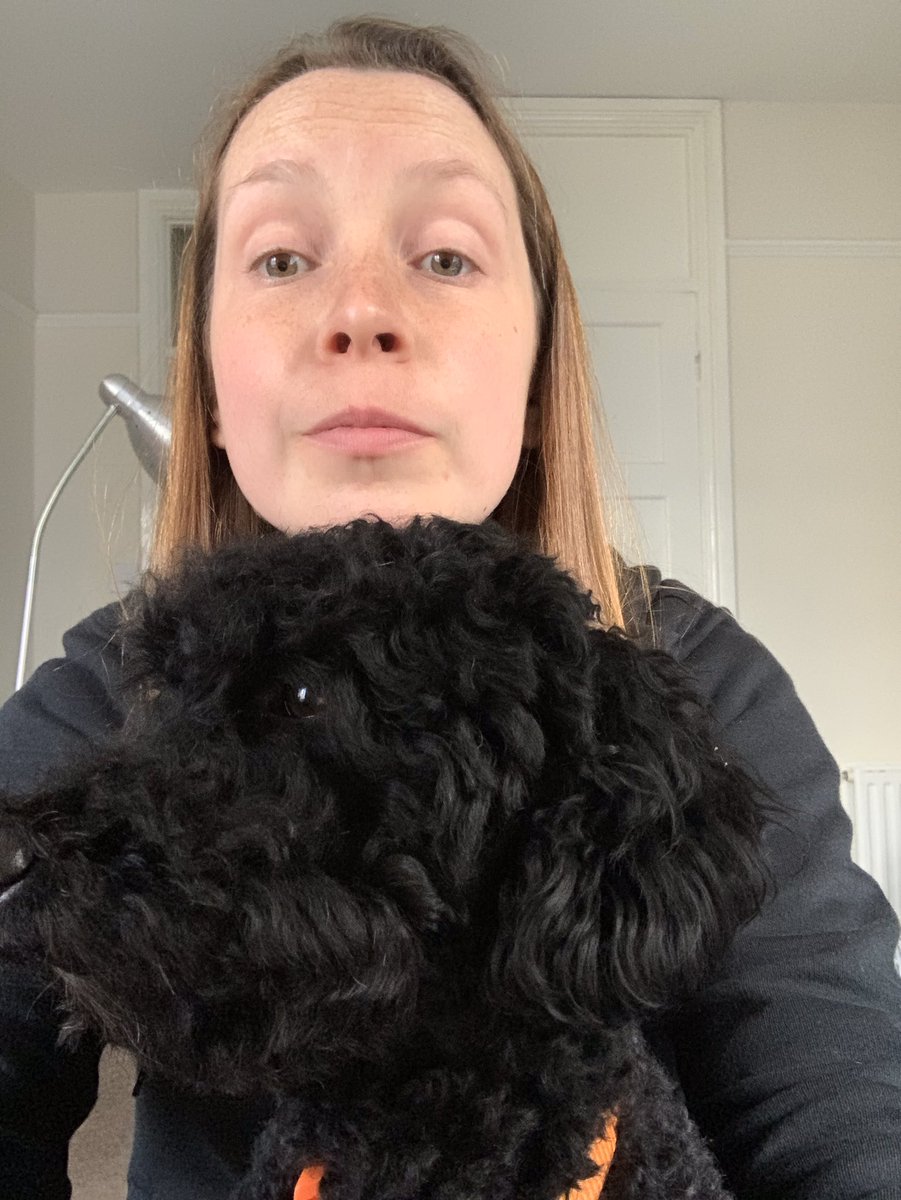 R_becca_Taylor's tweet photo. When you’re trying to prep for an online @EngChmChoir rehearsal and your little assistant wants to help! She seems to enjoy Poulenc 🐶 🎶 #musicaldogs #toocute #cantseethemusic https://t.co/3rvILScn1f
