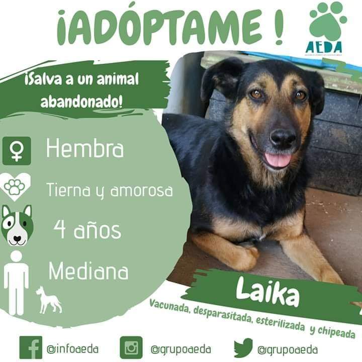 ¡ESTE OTOÑO ADOPTA A LAIKA!
¡Esta bella y dulce perrita aún sigue con la esperanza de encontrar un hogar! Es muy cariñosa y fiel, no dudará en entregarte todo su amor💚
Si estás interesad@en ADOPTAR A LAIKA, NO DUDES EN ESCRIBIRNOS
TAMBIÉN PUEDES AYUDAR DIFUNDIENDO