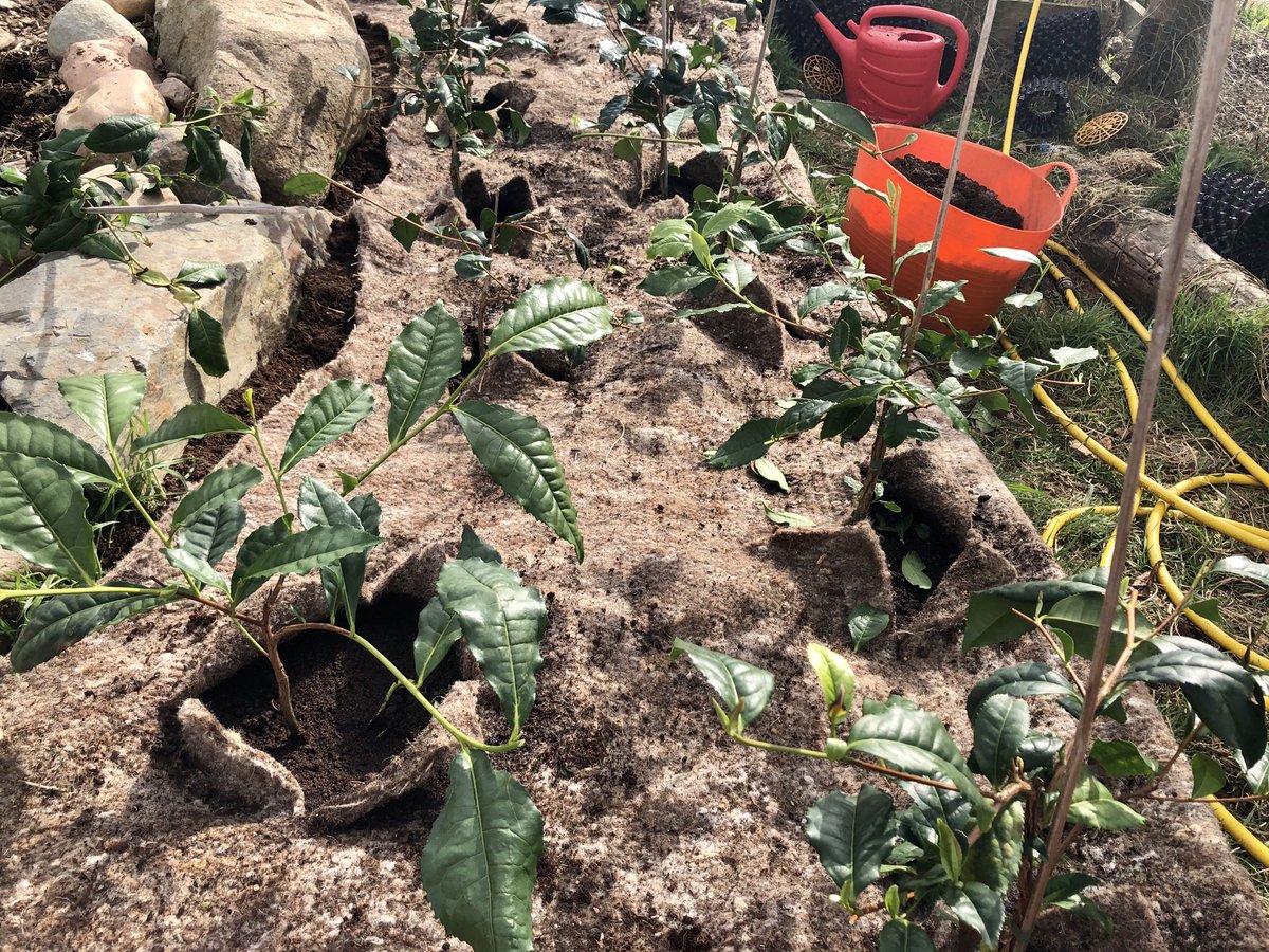 scotteafactory's tweet photo. Busy day planting tea at the tea factory today. Our little demonstration tea garden is coming along nicely. #scottishtea #tea #teagrowing #teaplanting https://t.co/0Ks0CUnR0k