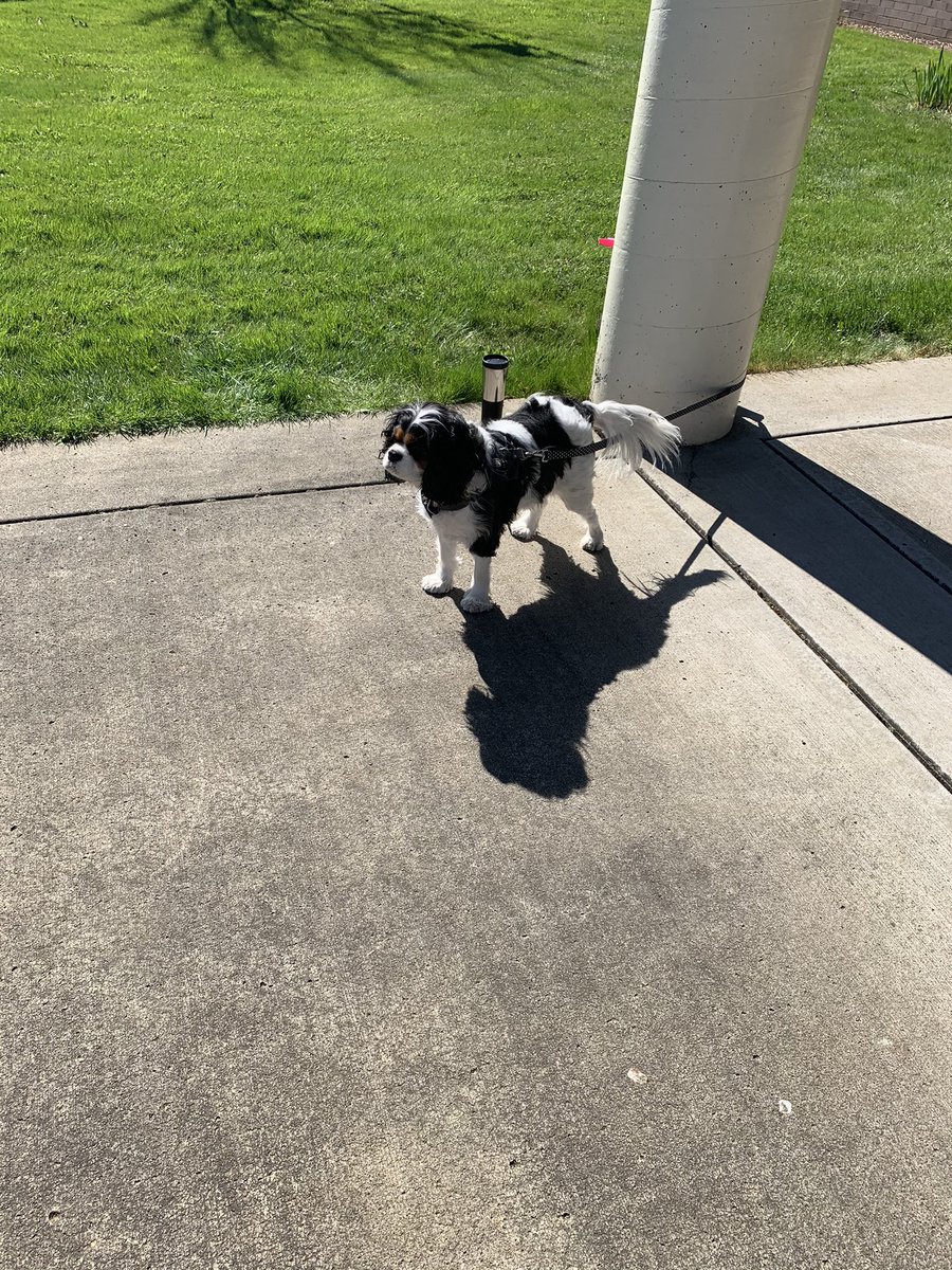VRMSManny's tweet photo. K-2 iPad pickup with @LakeShoreVPS today! Rosie is not a big fan of social distancing 🐶 #VPSsuccess #wegotthis https://t.co/rZkvdbfBdv