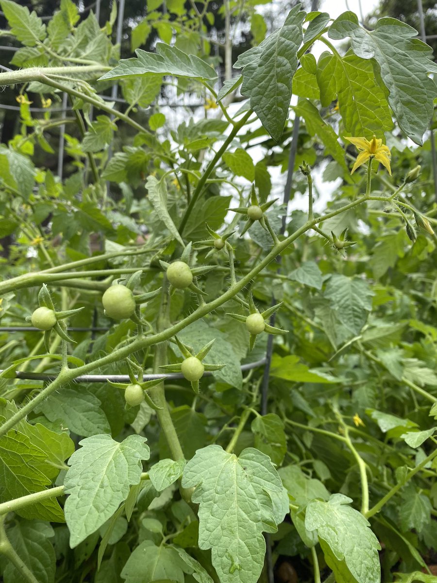 sulrossreads's tweet photo. Mira! Look! π
We planted our school garden just before spring break, and thanks to our custodian team, itβs booming! π±π±π±π±π±
#tomatoes
#cucumbers
#greenbeans
#calabacita
#SomosSulRoss
#SRTXππ https://t.co/92uJsDnZcG